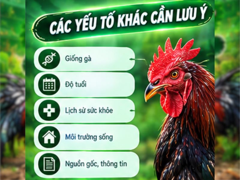 Các Yếu Tố Khác Khi Tìm Hiểu Về Chiến Kê