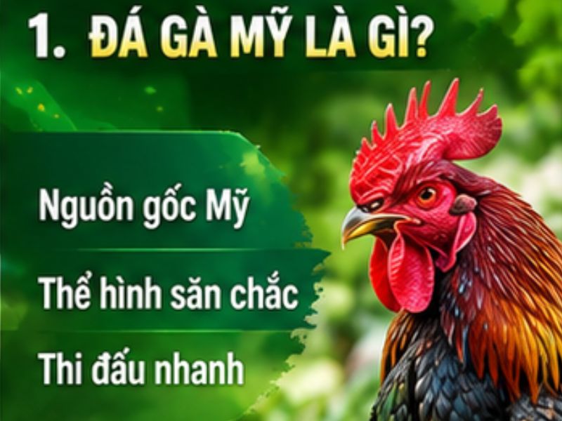 Đá Gà Mỹ Là Gì?