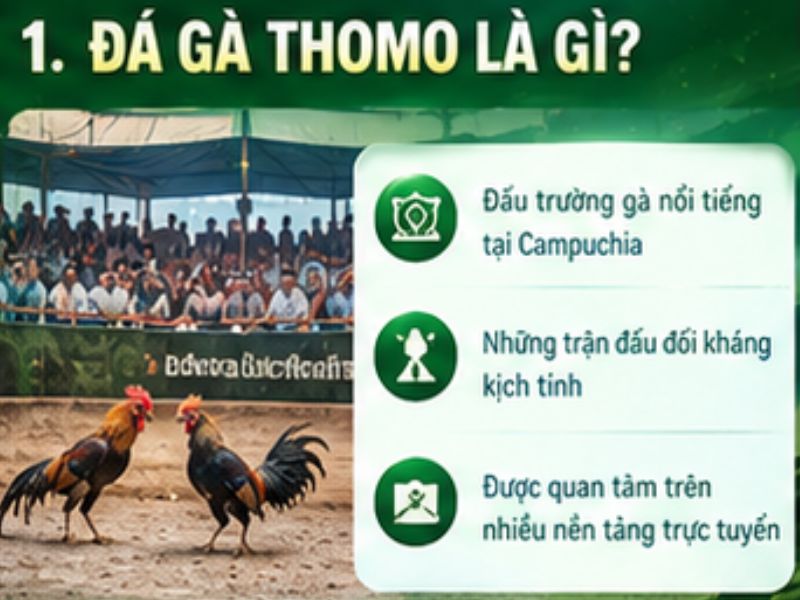 Đá gà Thomo là gì?