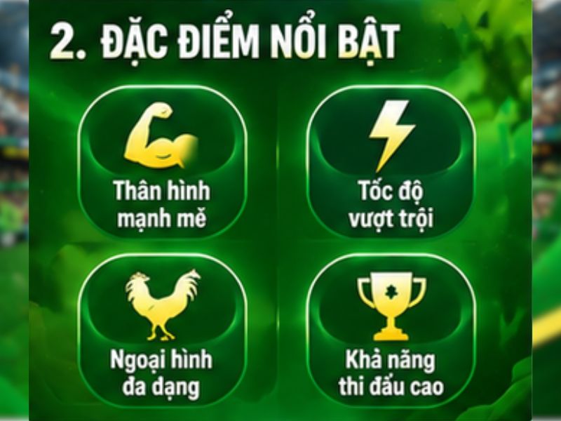 Đặc Điểm Của Gà Mỹ 69VN