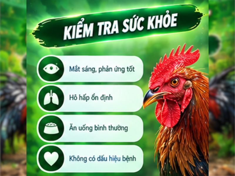Đánh Giá Thể Trạng Và Sức Khỏe Của Gà