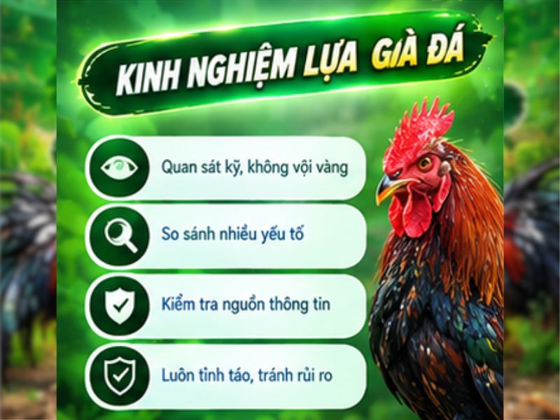 Kinh Nghiệm Lựa Gà Đá Tại 69VN