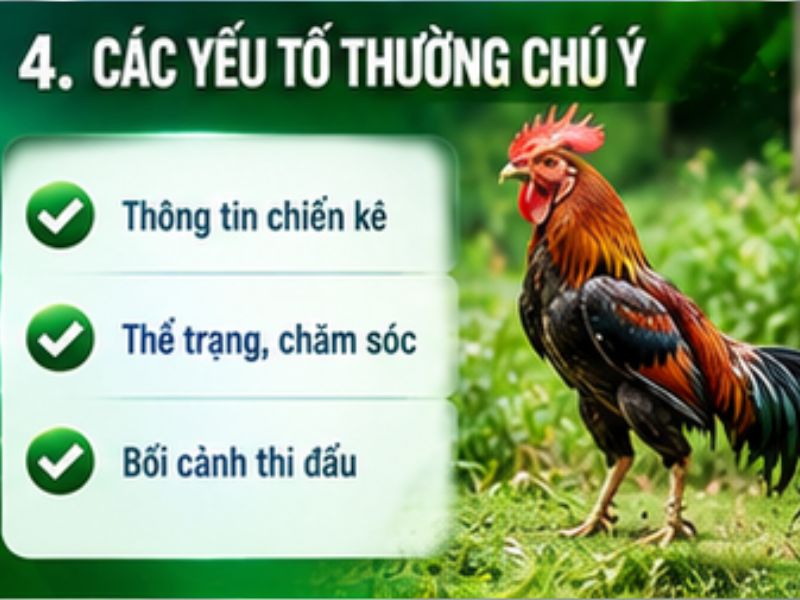 Những Yếu Tố Thường Được Quan Tâm Khi Theo Dõi Đá Gà Mỹ