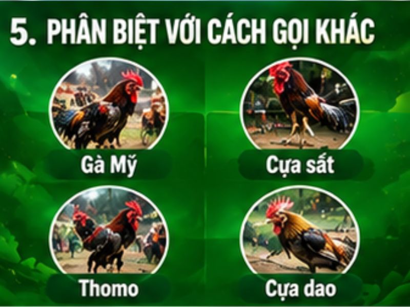 Phân Biệt Đá Gà Mỹ Với Một Số Cách Gọi Phổ Biến