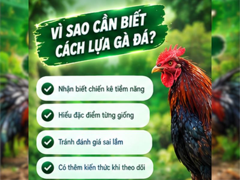 Vì Sao Cần Biết Cách Lựa Gà Đá