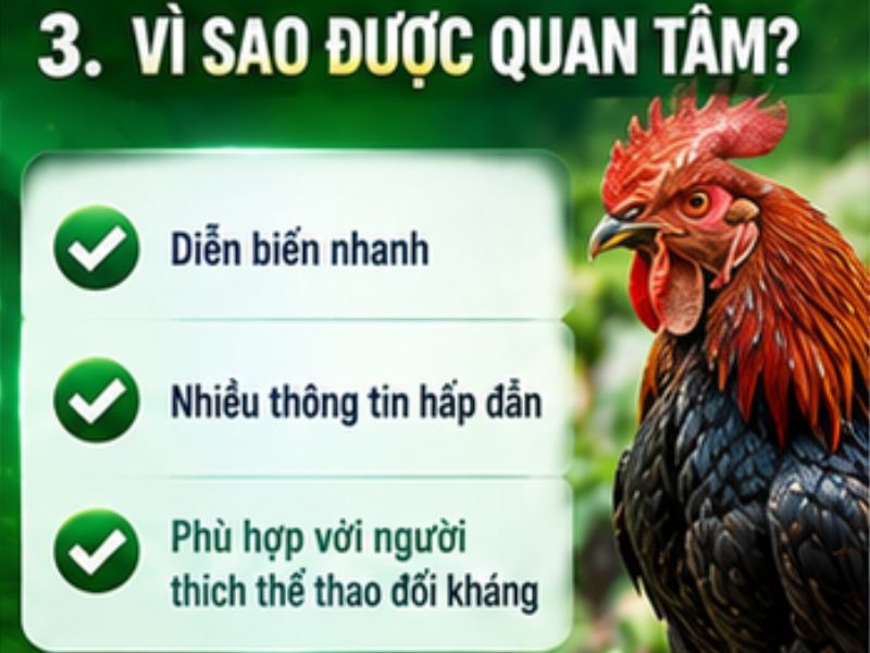 Vì Sao Đá Gà Mỹ Được Quan Tâm Tại 69VN